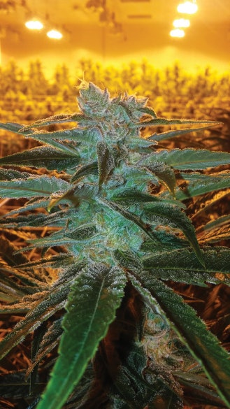 Great Shot Fmt