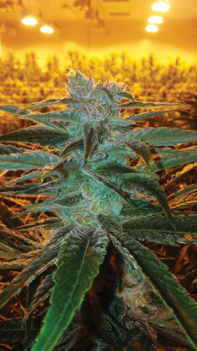 Great Shot Fmt