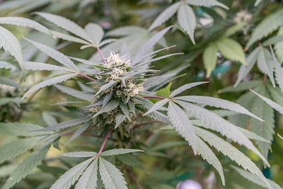 Los Suenos Farms Dsc03952 Resized