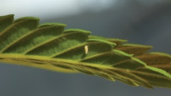 Whitefly Img 5563 Fmt
