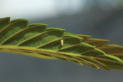 Whitefly Img 5563 Fmt