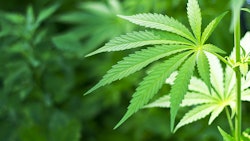 Cannabis Plant Dreamstime Credit Sarra22 Resized