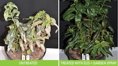 Eco 1 Treatedvs Untreated Web