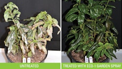 Eco 1 Treatedvs Untreated Web