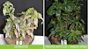 Eco 1 Treatedvs Untreated Web