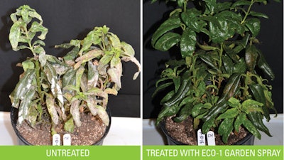 Eco 1 Treatedvs Untreated Web