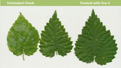 Eco 1 Treatment Web