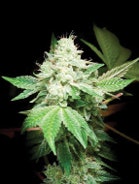 Gg4 2 Fmt