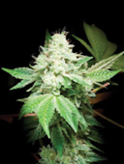 Gg4 2 Fmt