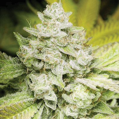 Gg4 Fmt