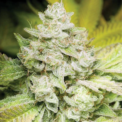 Gg4 Fmt