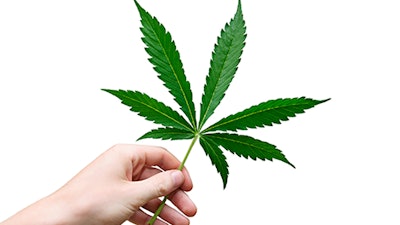 Hand Holding Marijuana Leaf Dreamstime Credit Jan Havlicek Resized