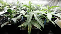 Indoor Marijuana Crop Dreamstime Credit Peter Kim Resized