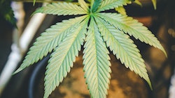 Indoor Marijuana Leaf Dreamstime Credit Openrangestock Resized