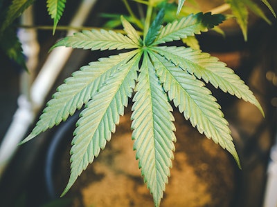 Indoor Marijuana Leaf Dreamstime Credit Openrangestock Resized
