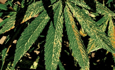 Insecticide Overdose Damage By Spinosad Img 6917 Fmt