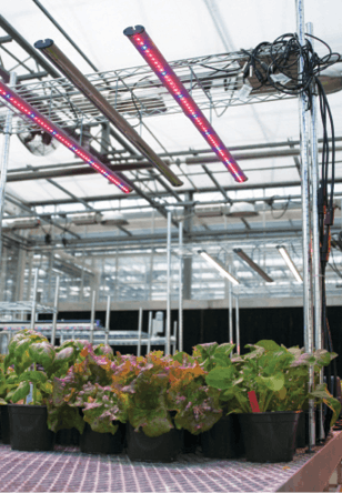 Light Quality And Gh Specialty Crops Fmt