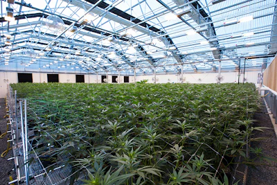 Pharma Cann 4 Resized