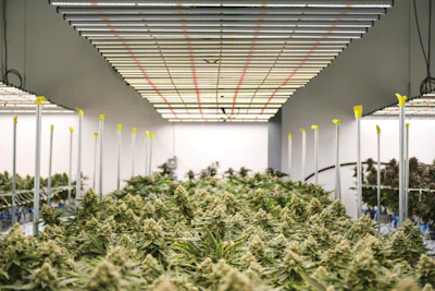 South Grow Fluence2 Fmt