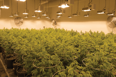 18 Tips To Convert Building Into Cannabis Cultivation 3