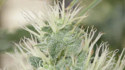 Cannabis Breeding Basics 2
