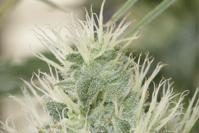 Cannabis Breeding Basics 2