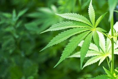 Cannabis Plant Dreamstime Credit Sarra22 Resized