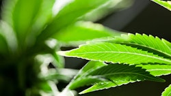 Close Up Marijuana Leaf Dreamstime Credit Eric Limon Resized
