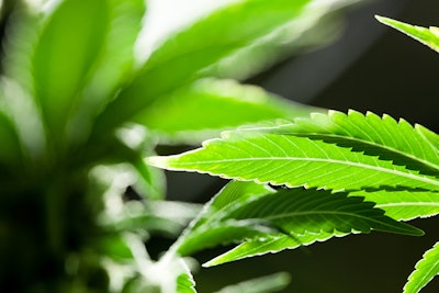 Close Up Marijuana Leaf Dreamstime Credit Eric Limon Resized