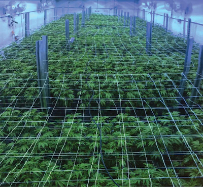 Ghost Grow 5 Fmt