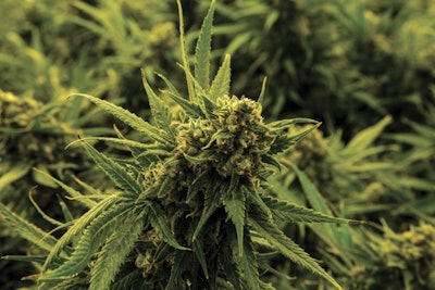 Growroom 3 Sm Fmt