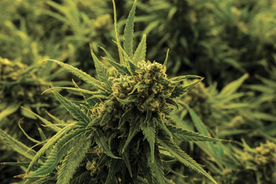Growroom 3 Sm Fmt