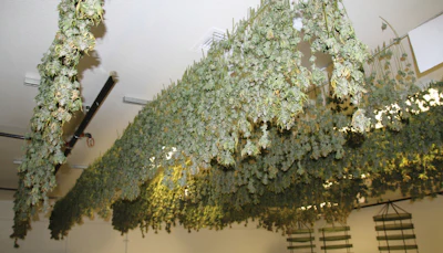 Master The Art Of Drying And Curing Cannabis