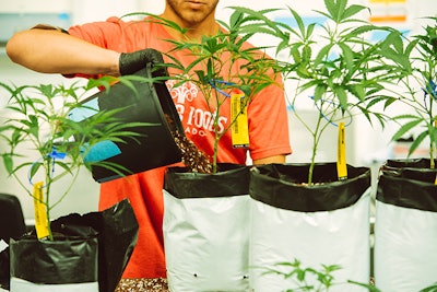 Native Roots Cultivation Resized