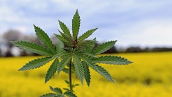 Outdoor Marijuana Plant Dreamstime Credit Elantsev Resized