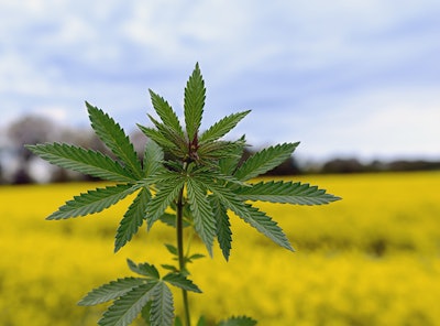 Outdoor Marijuana Plant Dreamstime Credit Elantsev Resized