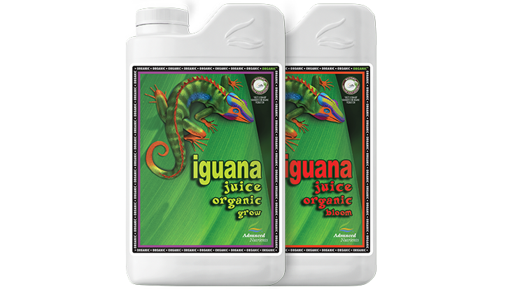 Product Image Oim Iguana