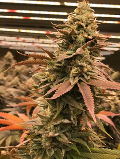 Rainforest Farms 047 Resized