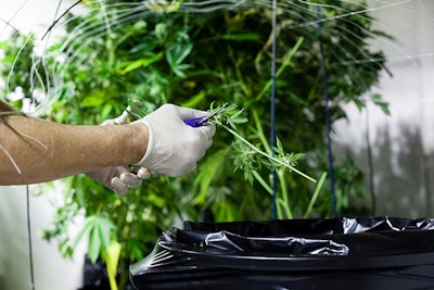 Worker Trimming Marijuana Dreamstime Credit Eric Limon Resized