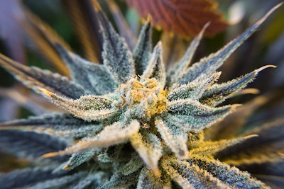 Cannabis Flower Adobe Stock Credit Brent Resized