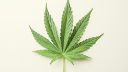 Cannabis Leaf Adobe Stock Credit Underworld Resized