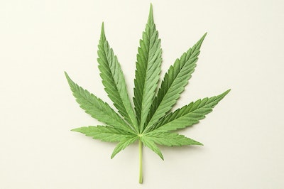 Cannabis Leaf Adobe Stock Credit Underworld Resized