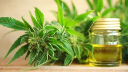 Cannabis Oil And Hemp Adobe Stock Credit Elroi Resized