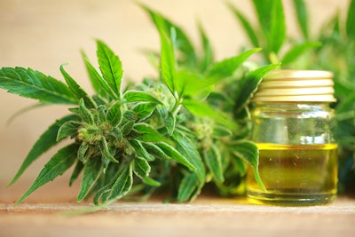 Cannabis Oil And Hemp Adobe Stock Credit Elroi Resized