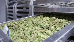 Dried Cannabis Adobe Stock Credit Mitch Resized