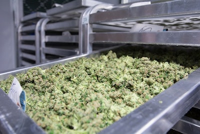 Dried Cannabis Adobe Stock Credit Mitch Resized