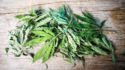 Dried Marijuana Leaves On Table Adobe Stock Credit Creativefamily Resized