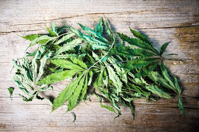 Dried Marijuana Leaves On Table Adobe Stock Credit Creativefamily Resized