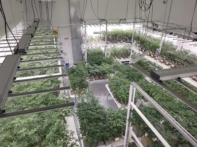 Franklin Bio Science Veg Shot 2 Denver Grow Resized