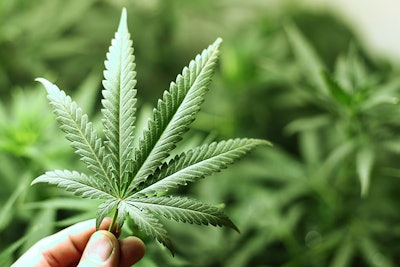 Hand Holding Marijuana Leaf Adobe Stock Credit Yellowj Resized